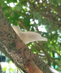 Oudemansiella australis
