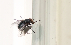 Calliphora vicina