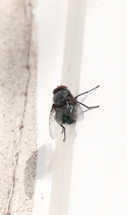Calliphora vicina