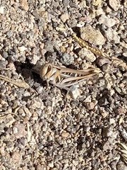 Rhammatocerus viatorius