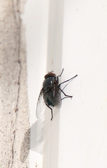 Calliphora vicina