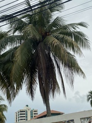 Cocoseae