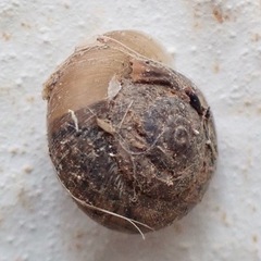 Xerotricha conspurcata