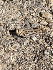 Rhammatocerus viatorius