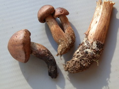 Tricholoma transmutans