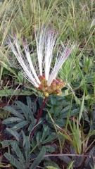 Calliandra brevicaulis
