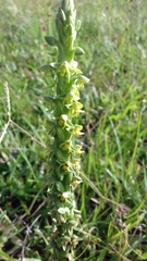 Habenaria parviflora