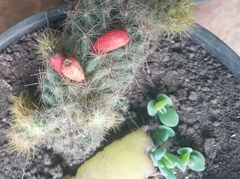 Mammillaria prolifera