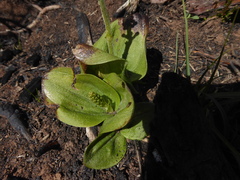 Neottia ovata