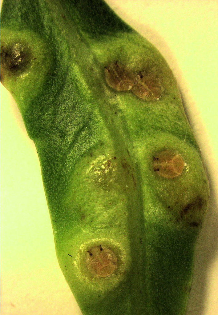 Calophyidae