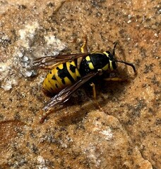 Vespula atropilosa