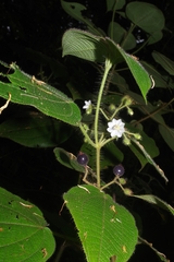 Miconia octona
