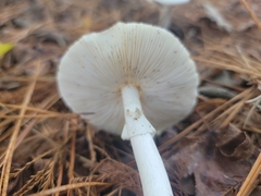 Phalloideae