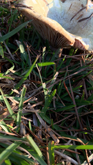 Clitocybe brunneocephala