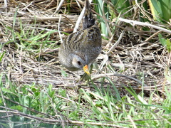 Porzana porzana