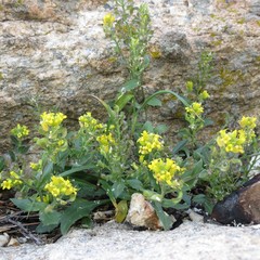 Draba petrophila