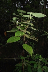 Miconia octona