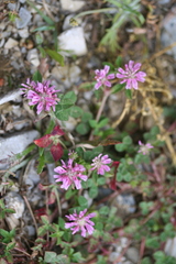 Trifolium resupinatum