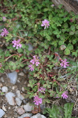 Trifolium resupinatum