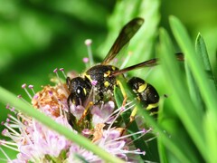 Ancistrocerus catskill