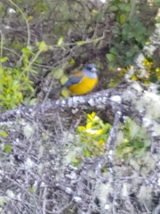 Phrygilus patagonicus