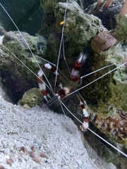 Stenopus
