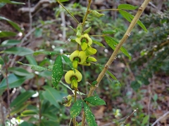 Crotalaria lotifolia