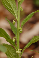 Hybanthus concolor