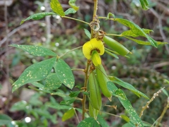 Crotalaria lotifolia
