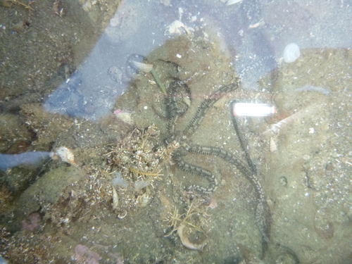 Ophiactis resiliens