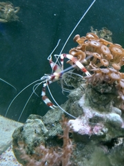 Stenopus