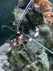 Stenopus