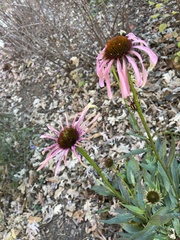Echinacea laevigata