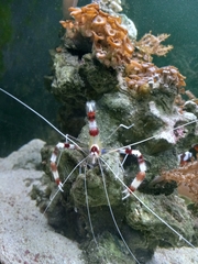 Stenopus