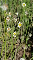 Chloracantha spinosa