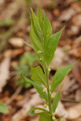 Hybanthus concolor