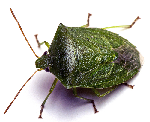 Green potato bug photo 3