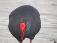 Porphyrio porphyrio
