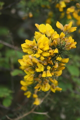 Ulex