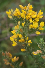 Ulex