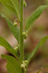 Hybanthus concolor