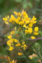 Ulex