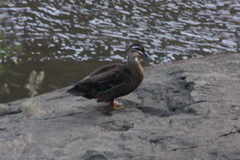 Anas superciliosa × platyrhynchos