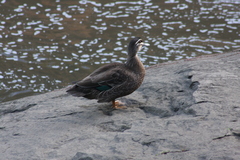 Anas superciliosa × platyrhynchos