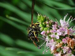 Ancistrocerus catskill