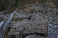 Anas superciliosa × platyrhynchos