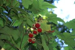 Rubus alceifolius