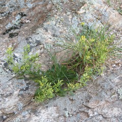 Draba petrophila