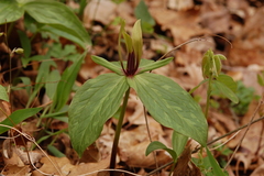 Trillium