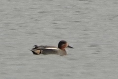 Anas crecca crecca